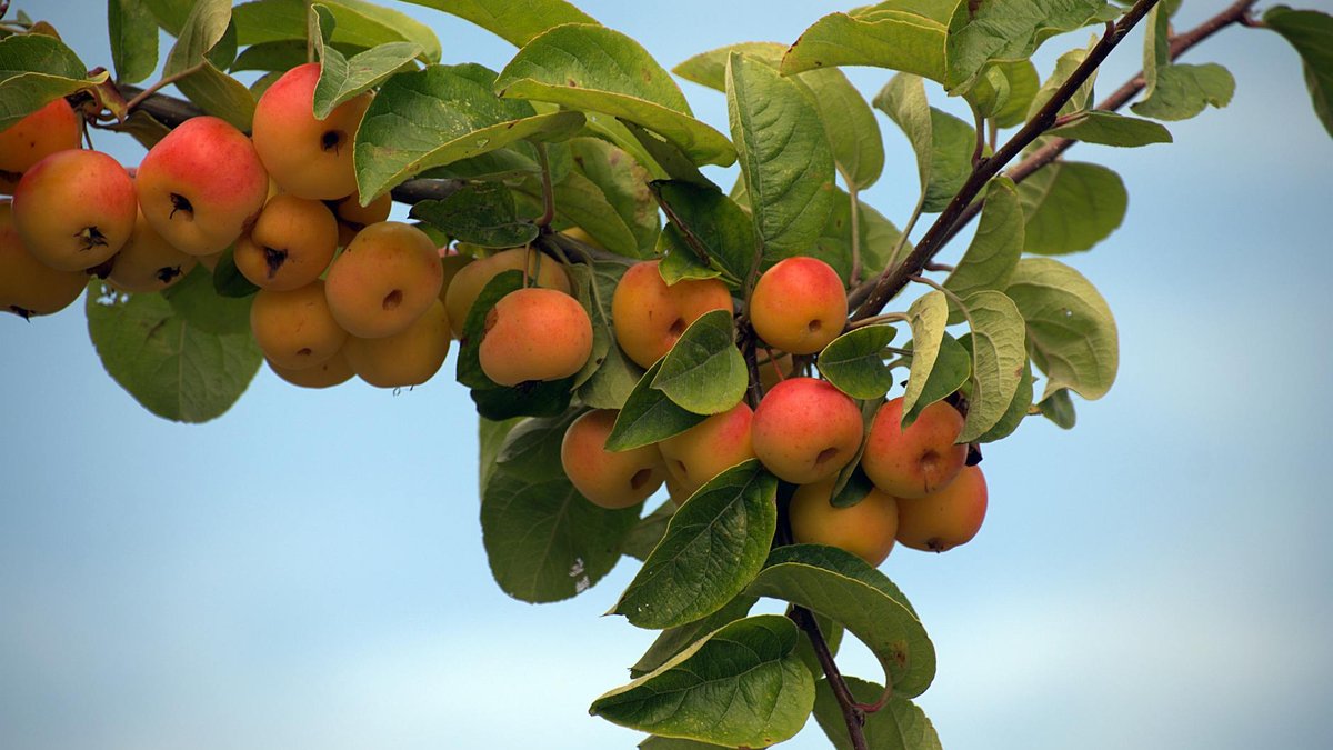apple tree fruit