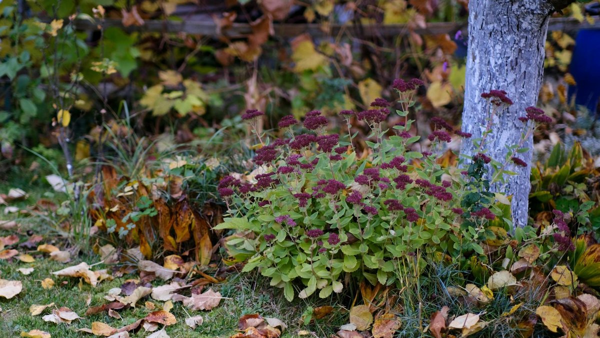 autumn garden planting