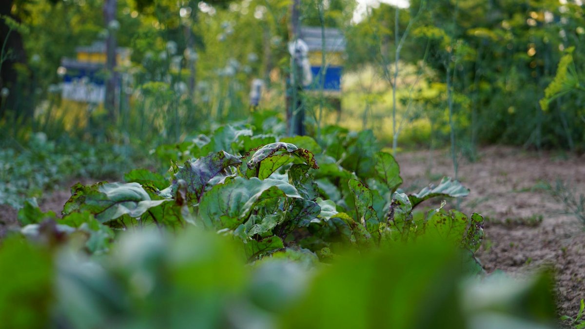 beetroot garden