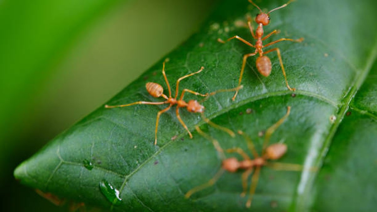 fire ant removal