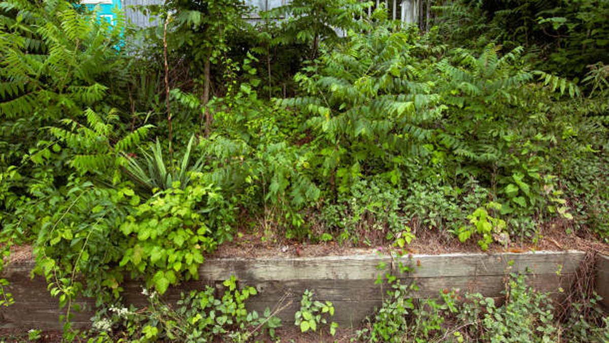 invasive shrubs fence