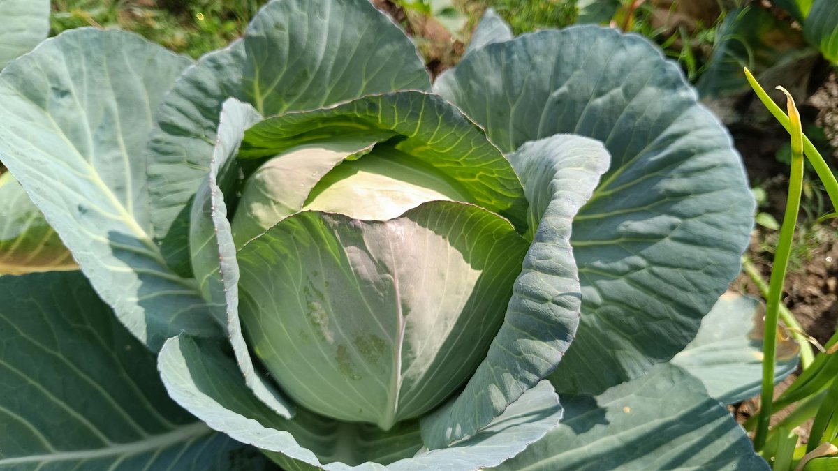 cabbage harvest