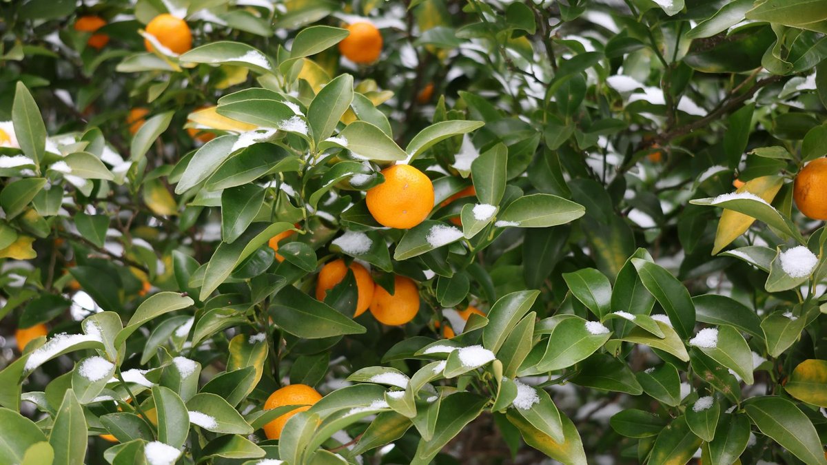 citrus tree garden cold