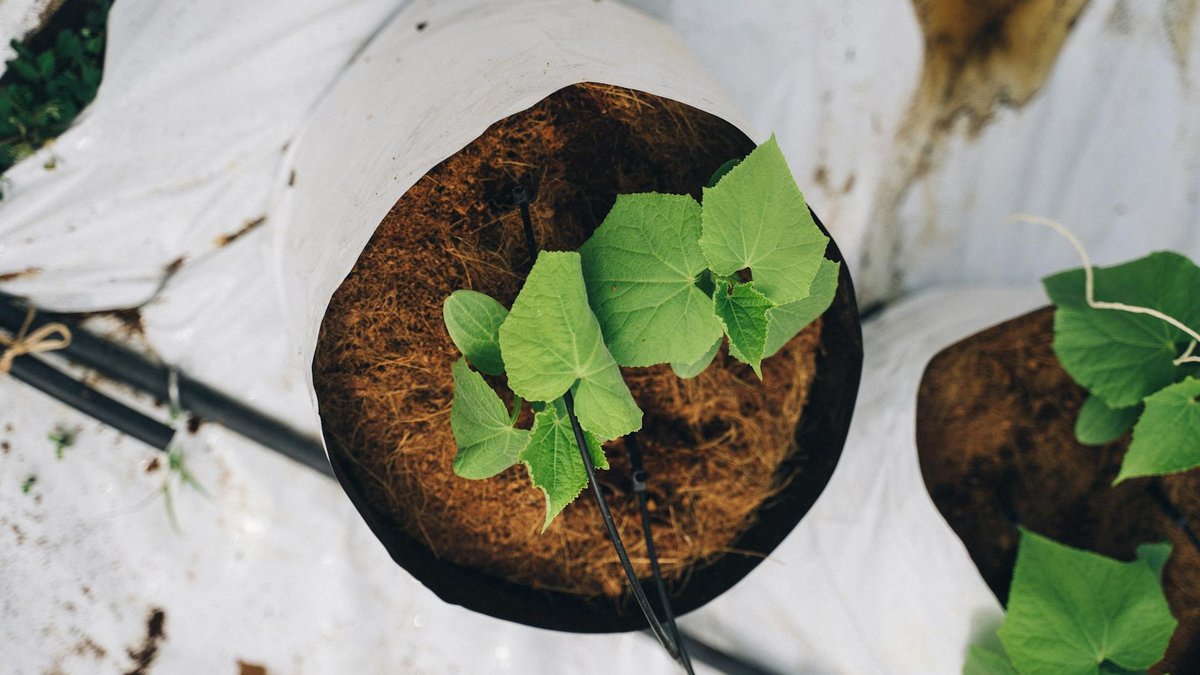 cucumber plant leaves