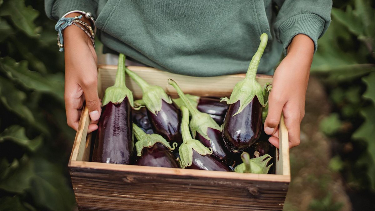 eggplant harvest