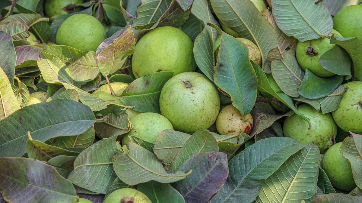guava fruit