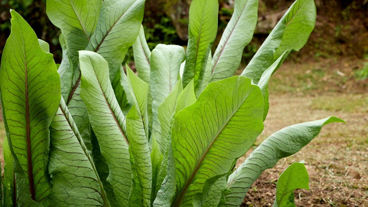 horseradish plant