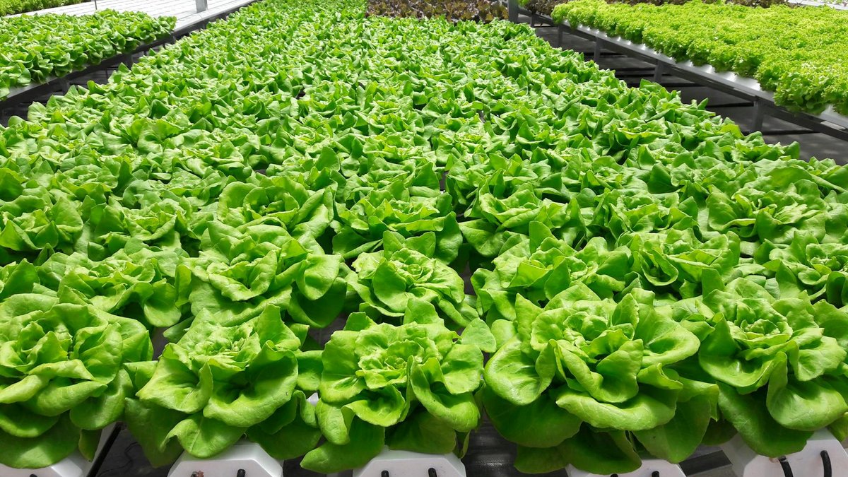 indoor lettuce growing