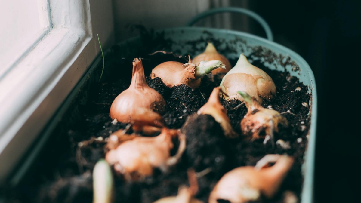 indoor vegetable garden