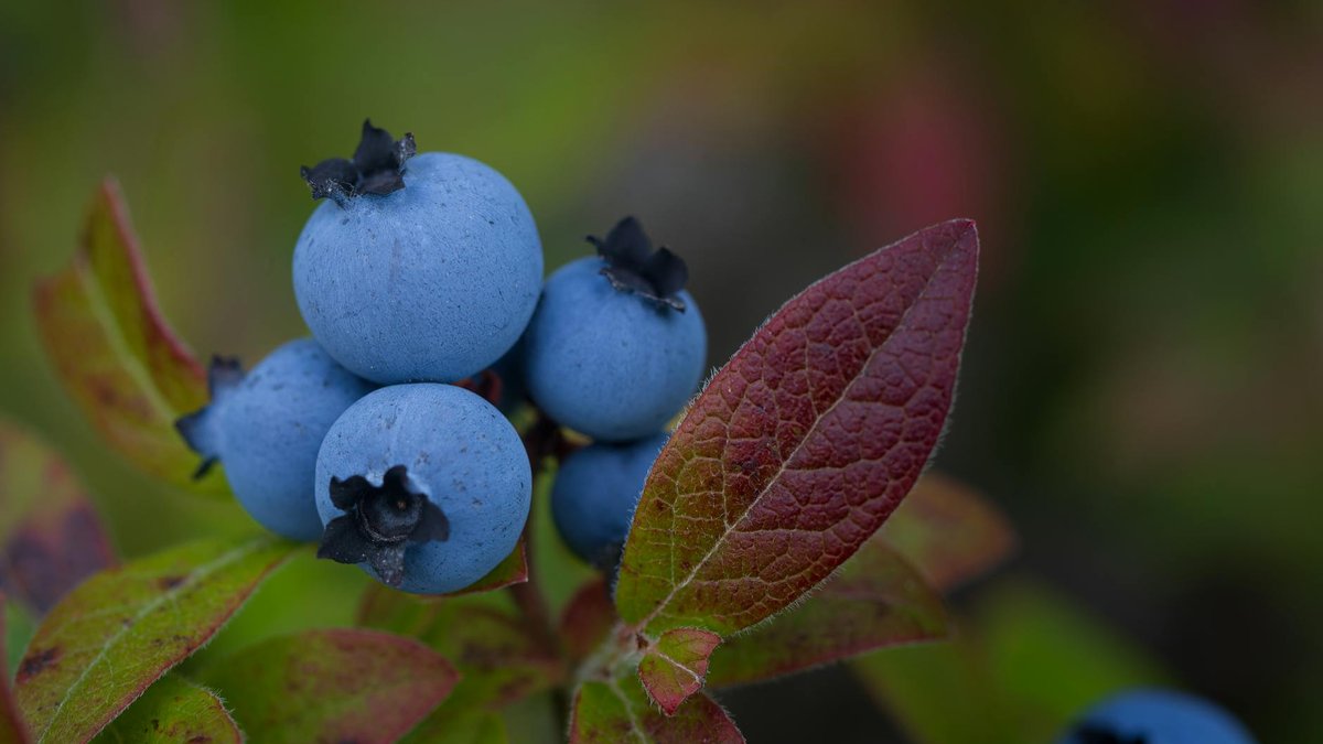 blueberry bush