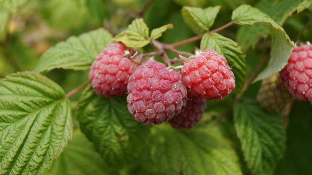 raspberry bush
