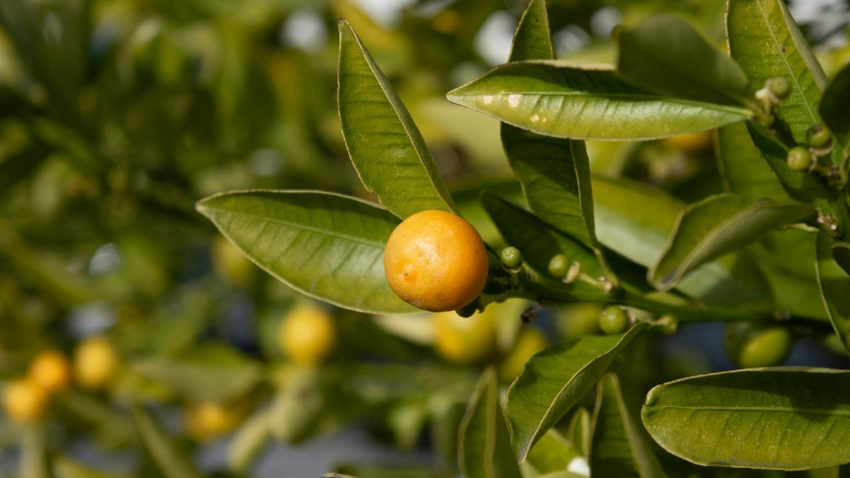 citrus tree