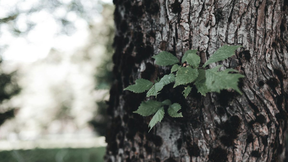 growing tree