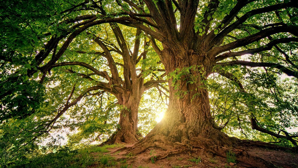 tree meaning
