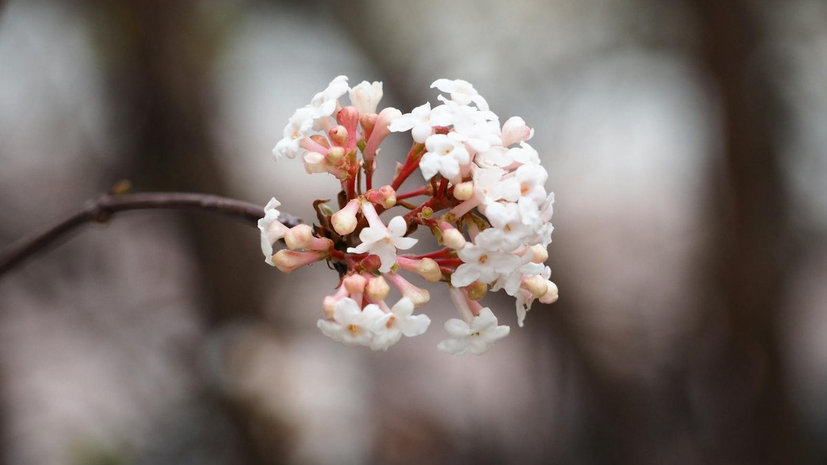 viburnum farreri bloom