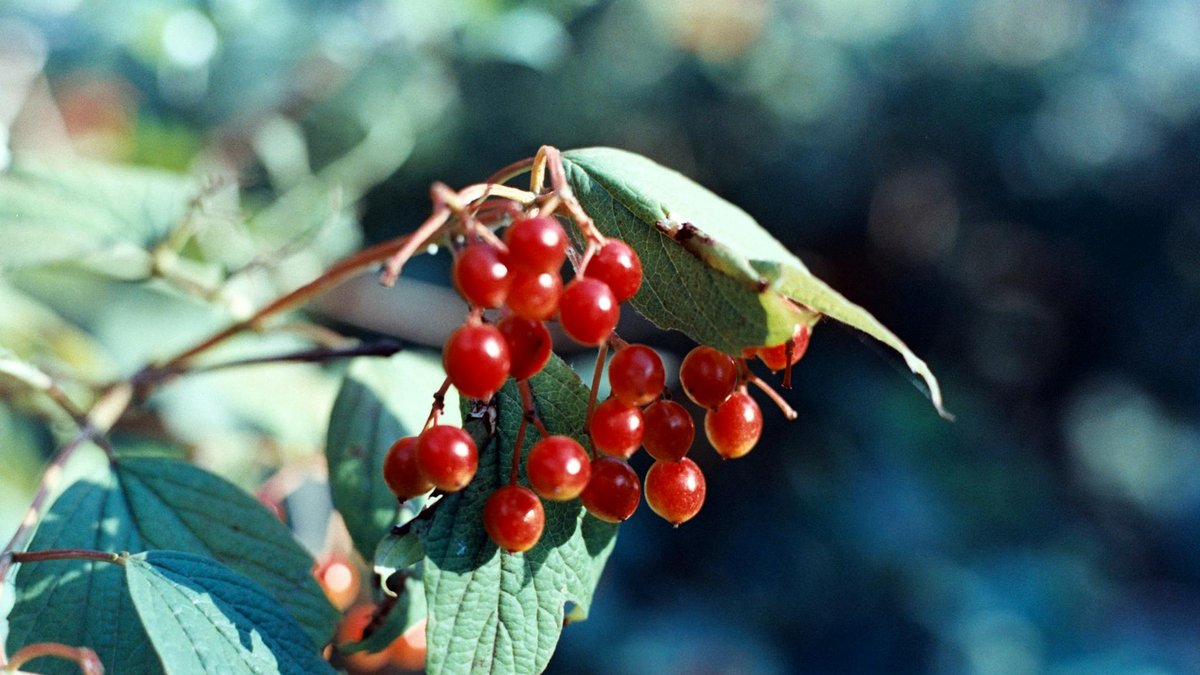 viburnum berries birds
