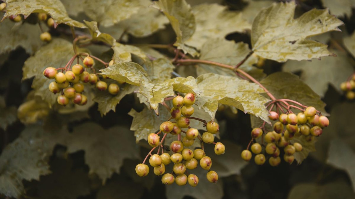 viburnum opulus branches