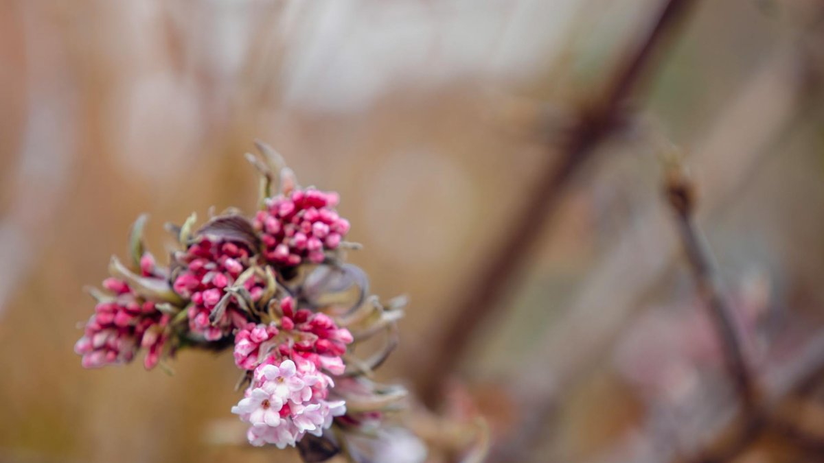 viburnum bodnantense dawn