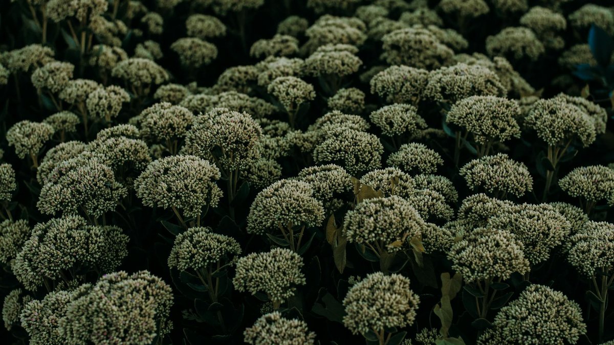 Sedum spectabile autumn