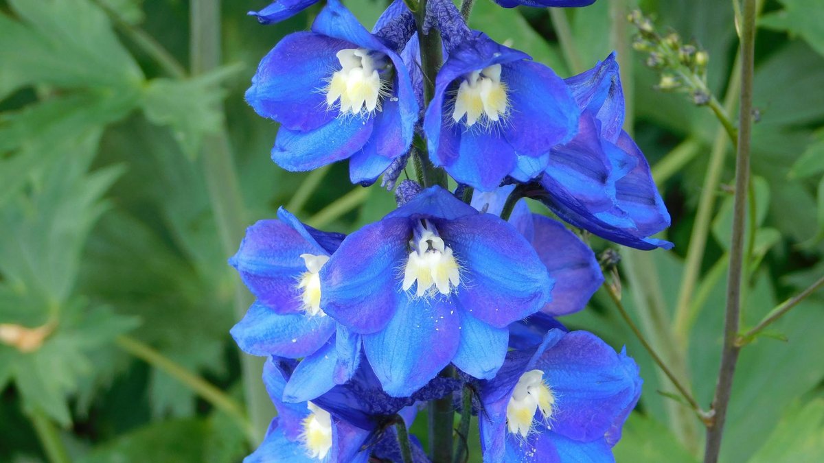 Delphinium blue spikes