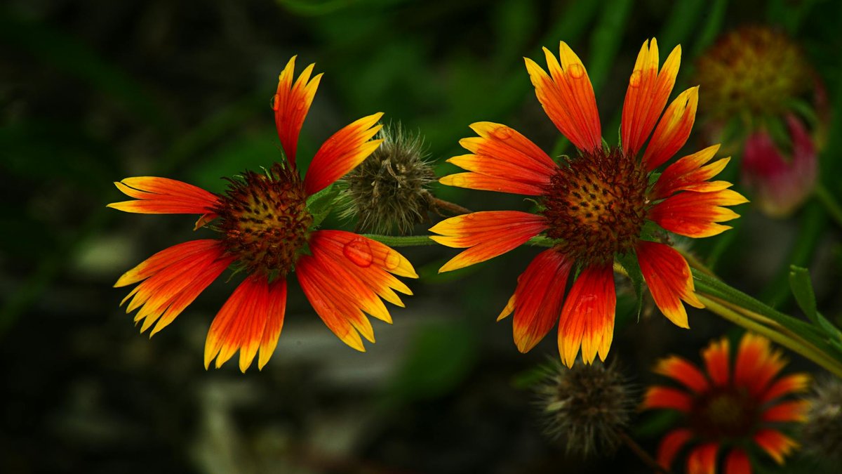 Gaillardia flower orange