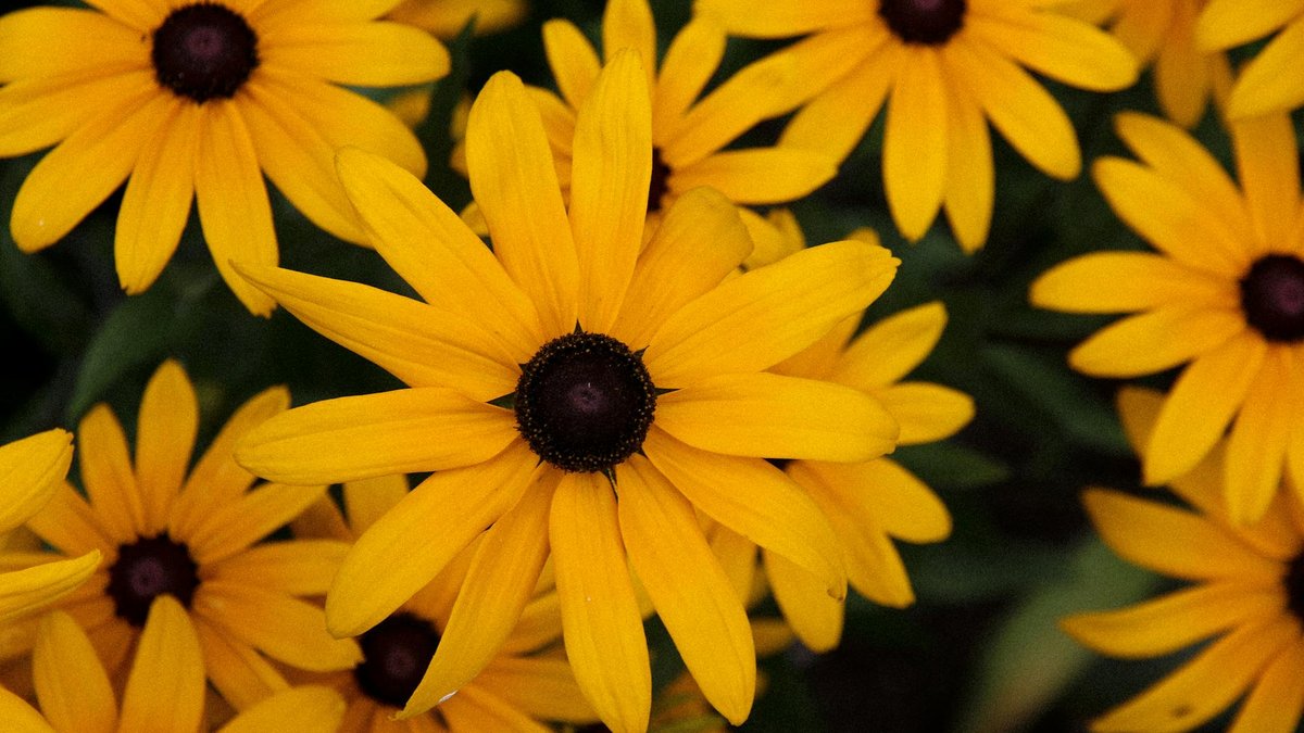 Rudbeckia Goldsturm yellow