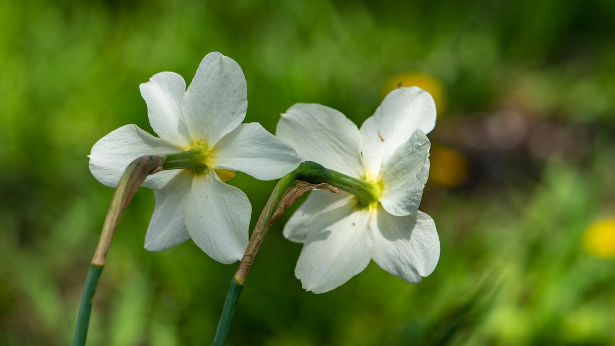 narcissus flowers