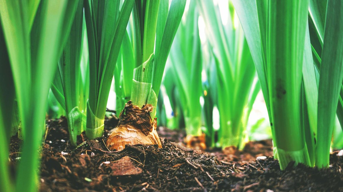planting bulbs