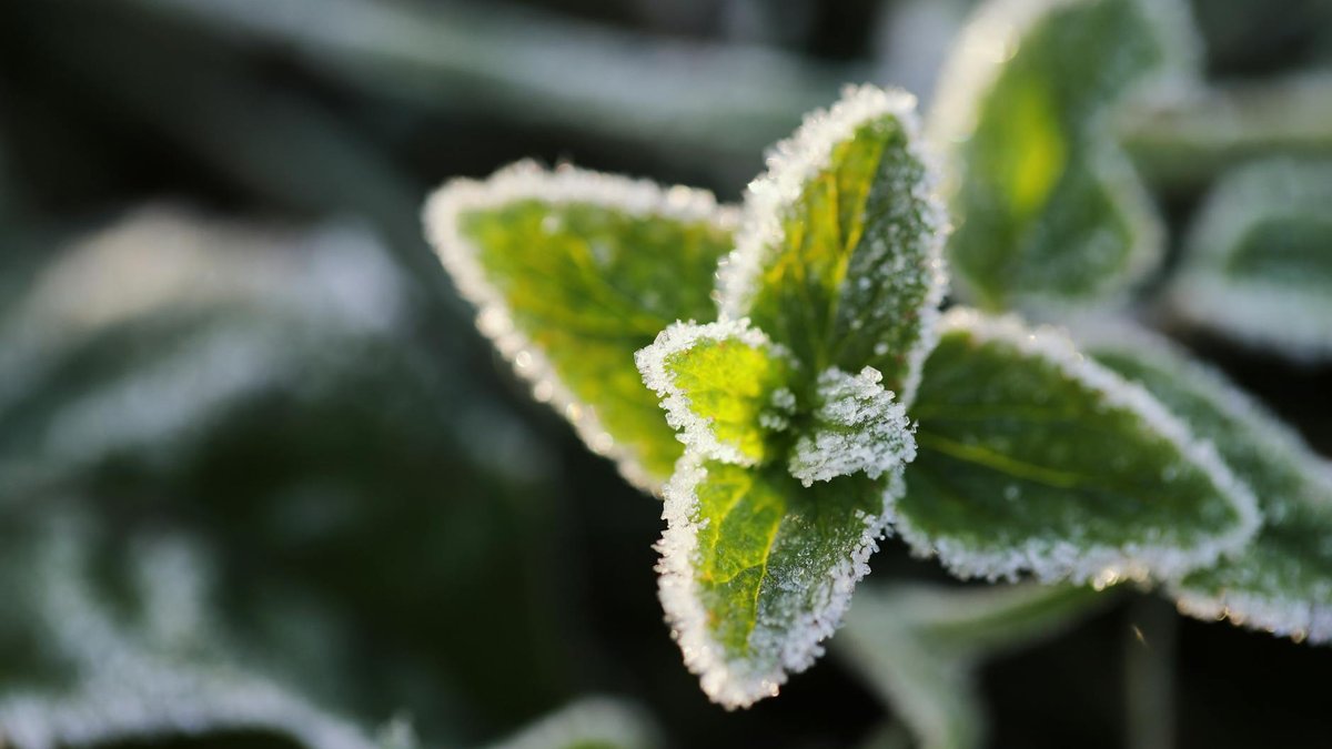 wait after frost