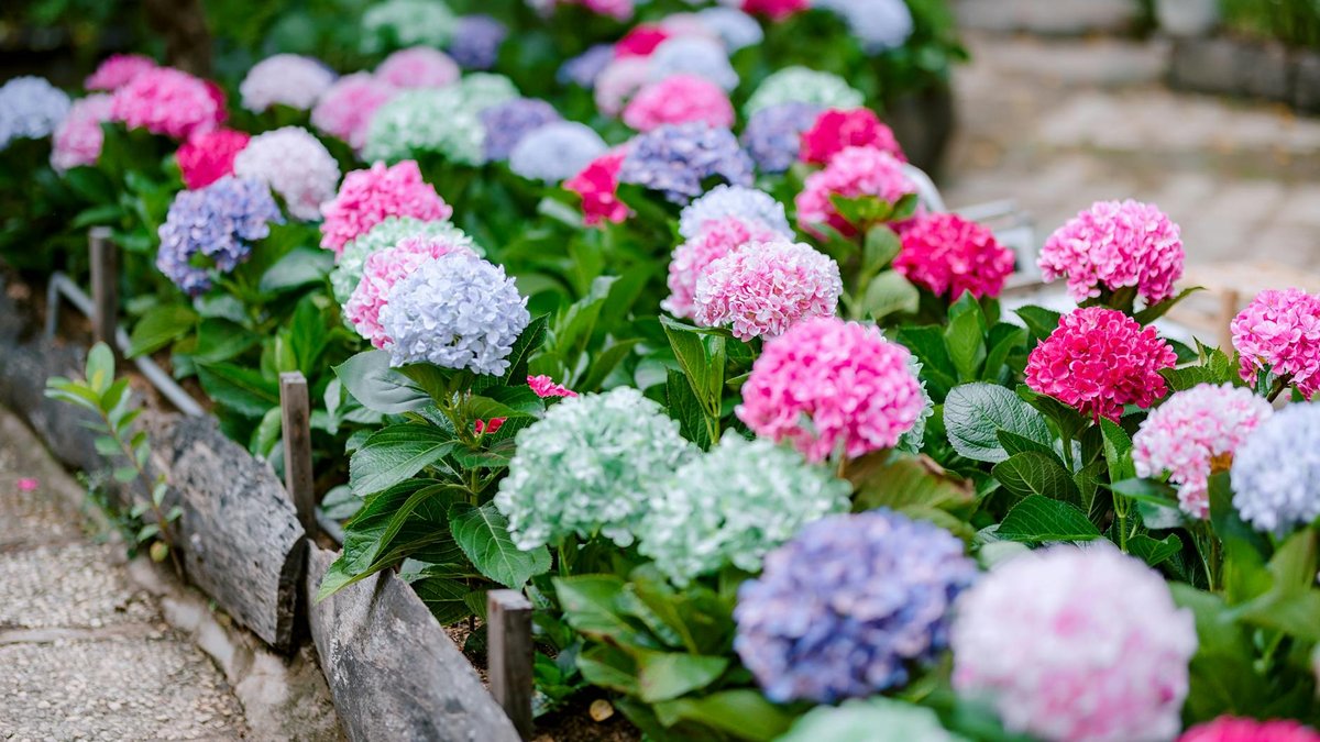 mulch hydrangea