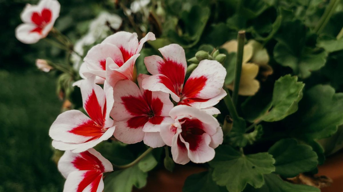 overwintering pelargoniums