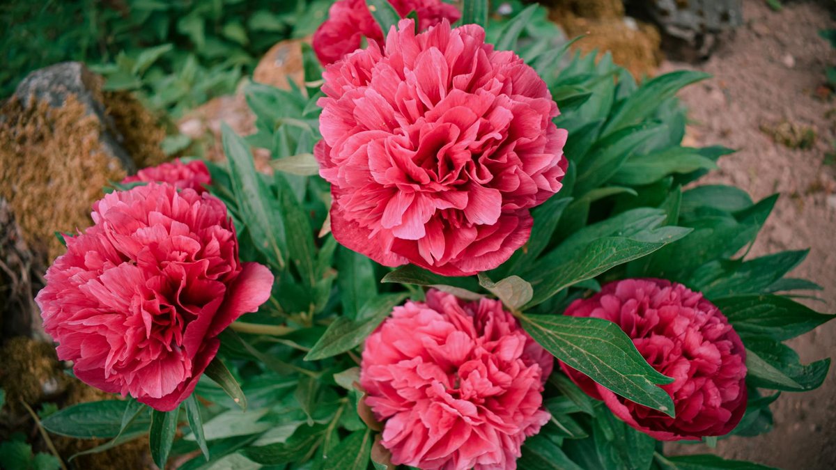 peonies disease prevention