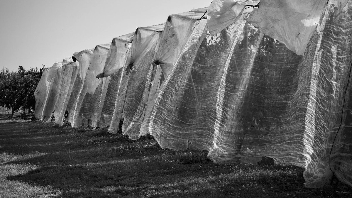 frost protection plants