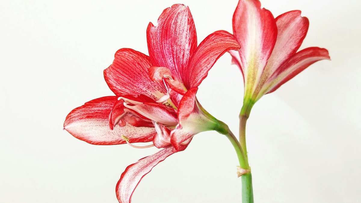 cutting amaryllis stem