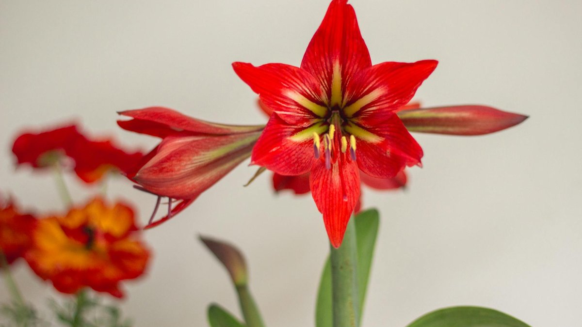 amaryllis bulb storage