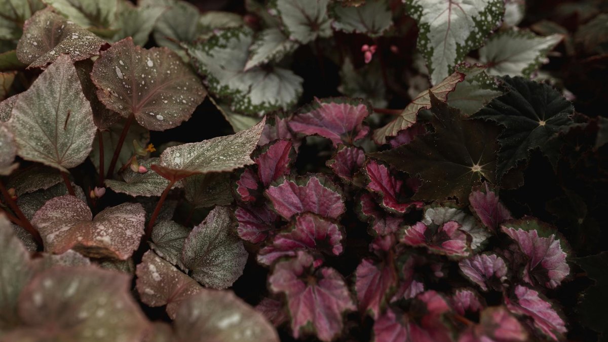 begonia leaf propagation