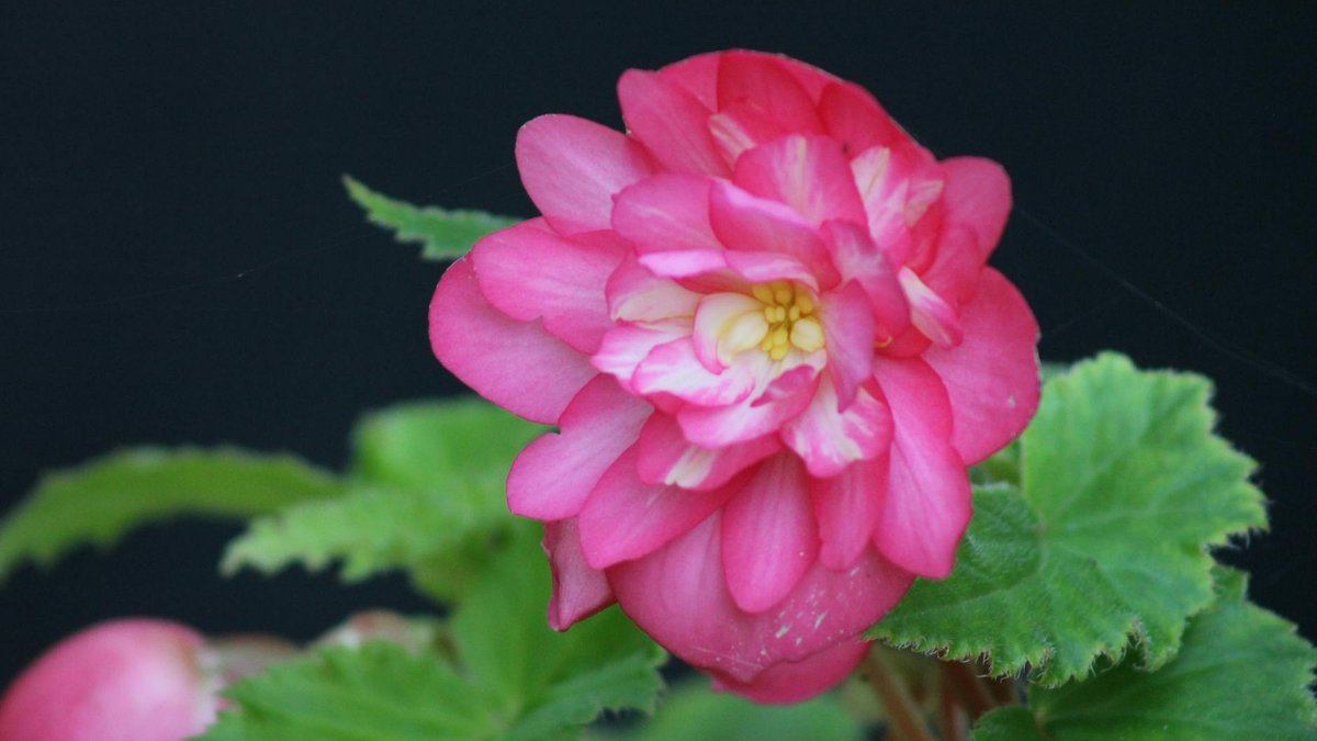 begonia stem cutting