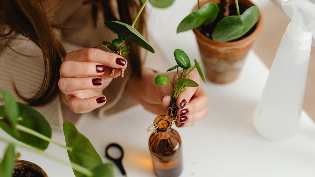 rooting hormone cuttings