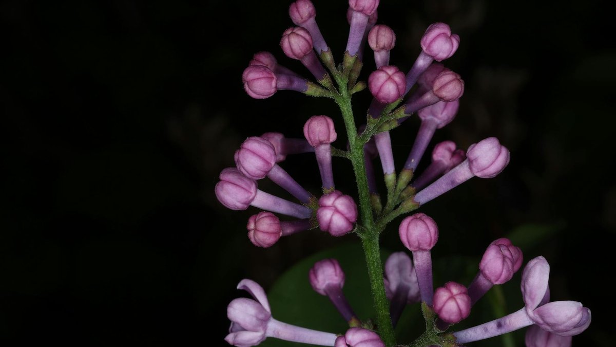 lilac flower buds