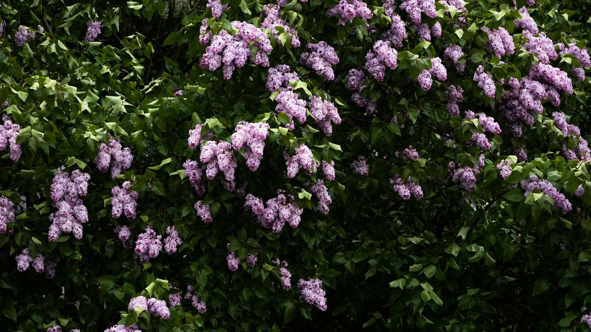 lilac disease