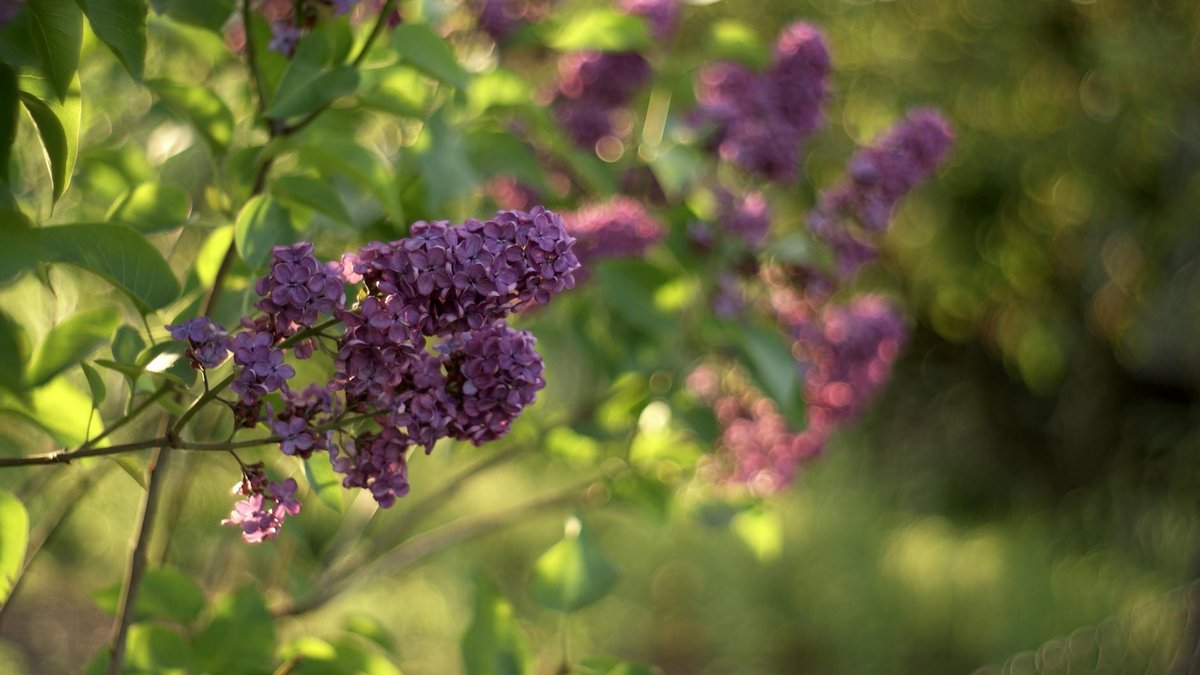 lilac autumn