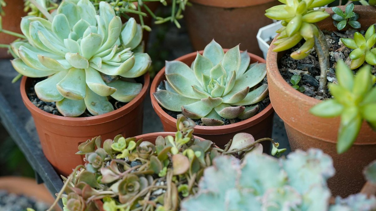 incompatible plants