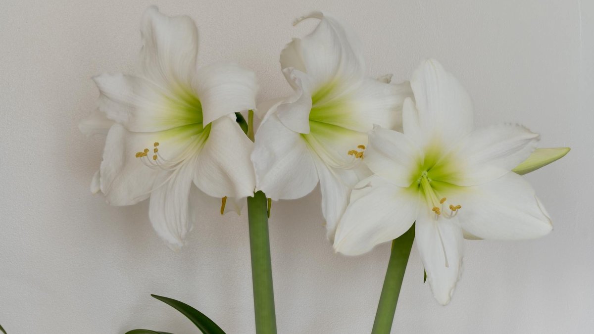 amaryllis bulbils