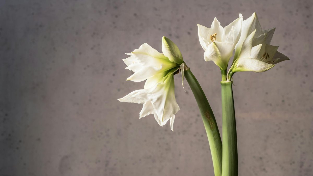 planting amaryllis bulbs
