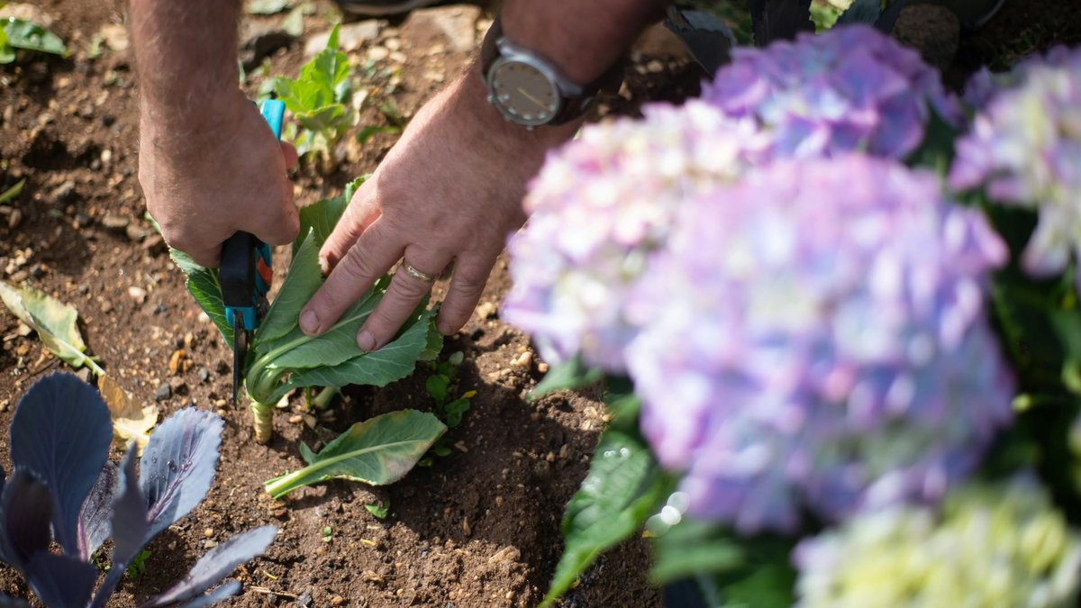 pruning hydrangea