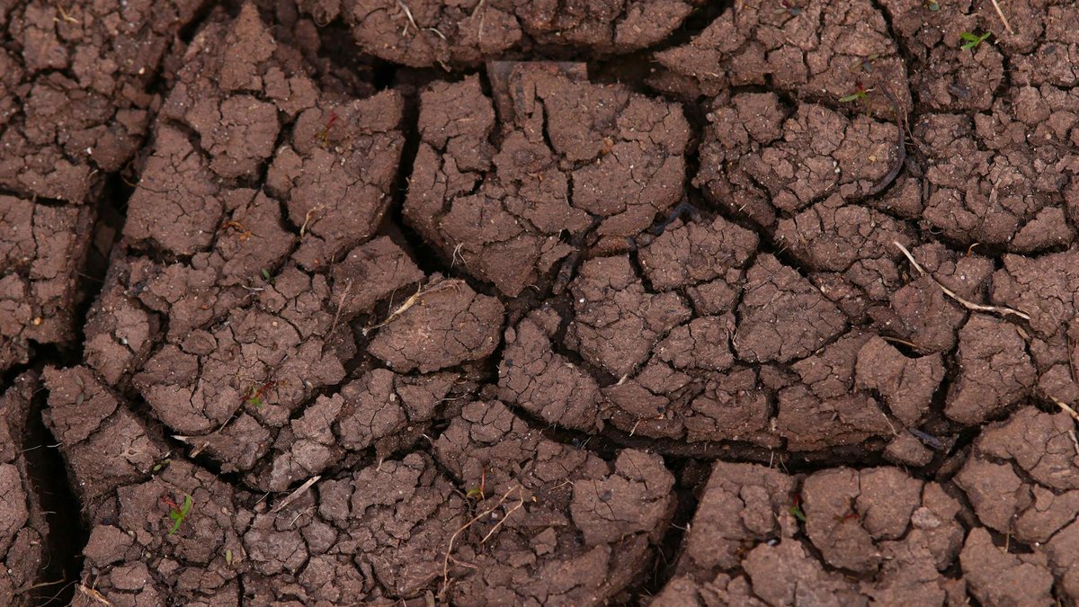 acidic soil