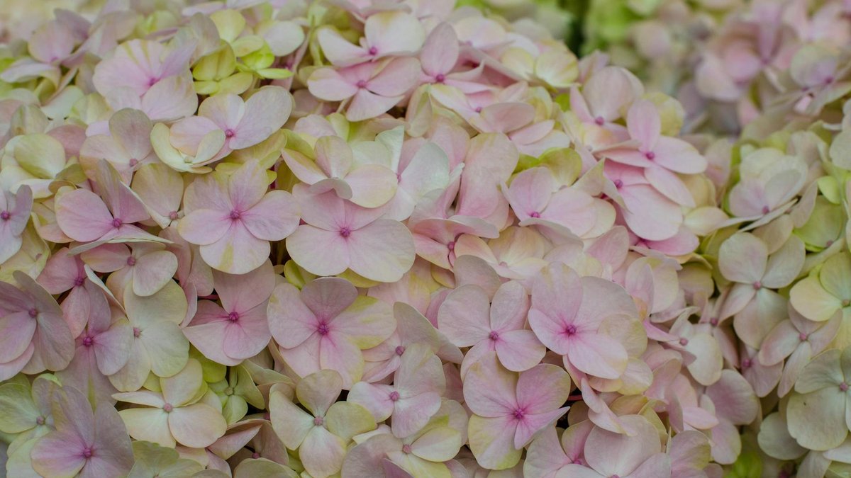fertilizing hydrangea