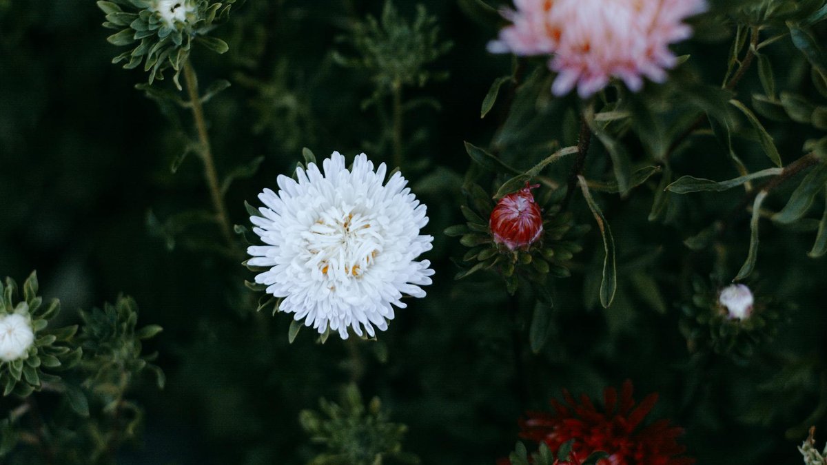 frost damaged aster