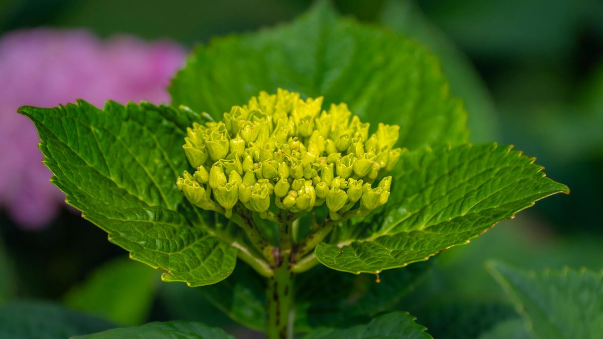 hydrangea buds