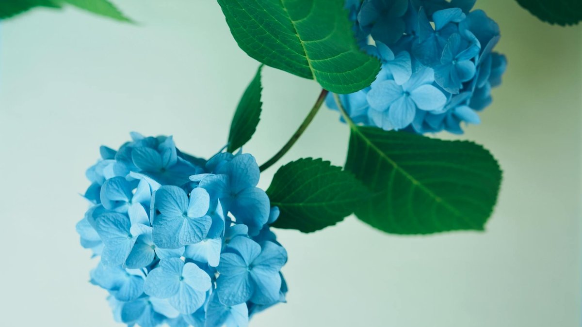 hydrangea branch